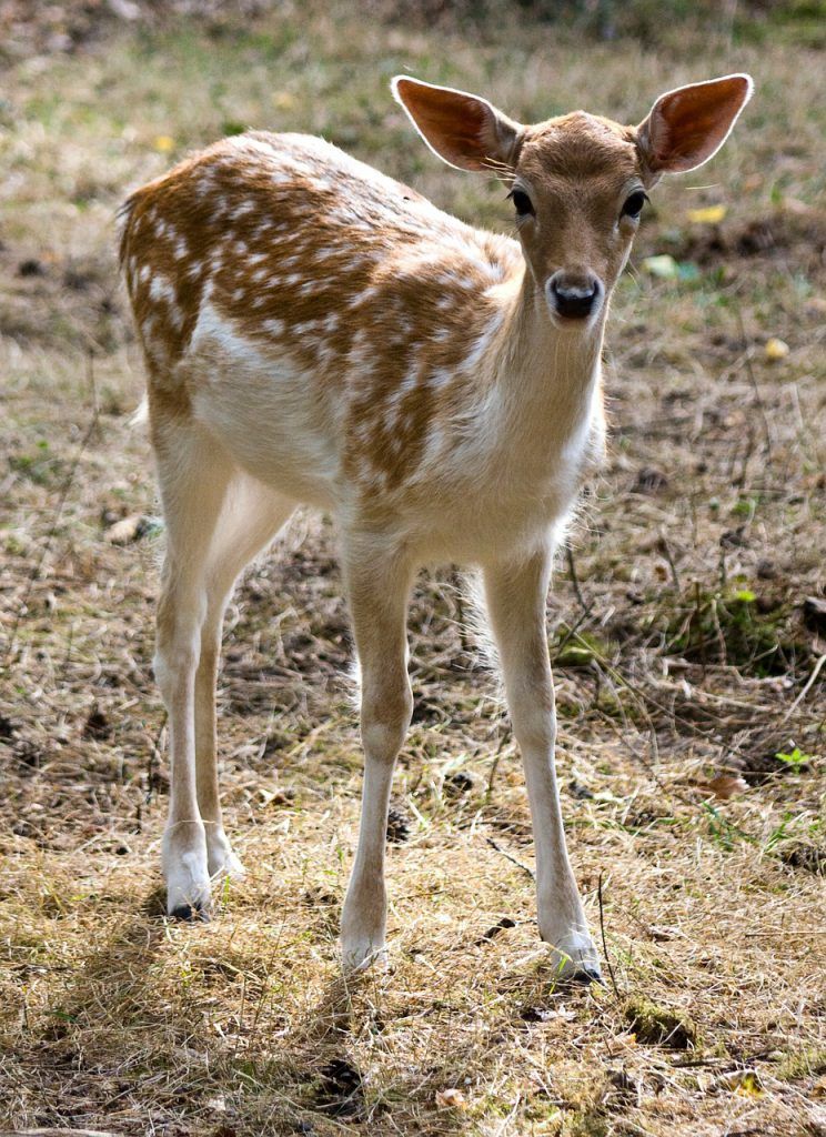 Solar Deer Repellent Lights A Great Way To Scare Deer Away Dealing 2024-duranom-ultrasonic-deer-repellent-outdoor-upgraded-solar-powered