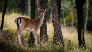 I Must Garden Deer Repellent Review: A Great Way to Scare Deer Away!