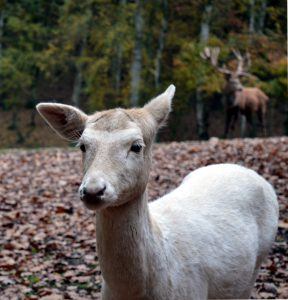 Plantskydd Deer Repellent Concentrate Review This Stuff Works