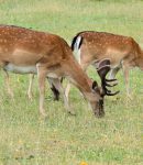 The Top 5 All Natural Deer Repellent Spray Products!