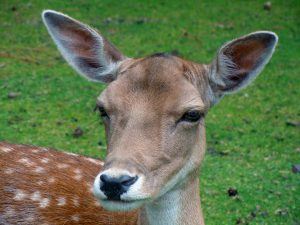 Deer1