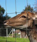 The Best Deer Fences for Gardens and Yards! (2)