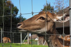 The Best Deer Fences for Gardens and Yards! (2)