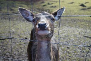 The Best Deer Fences for Gardens and Yards!