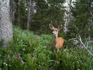 How to Get Rid of Deer in Your Yard Keep Deer Off Your Property for Good