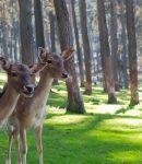 How to Get Rid of Deer in Your Yard Keep Deer Off Your Property for Good