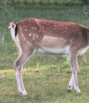 How to Keep Deer Out of the Garden Prevent Deer From Eating Your Plants (2)