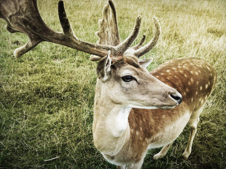 How to Keep Deer Out of the Garden Prevent Deer From