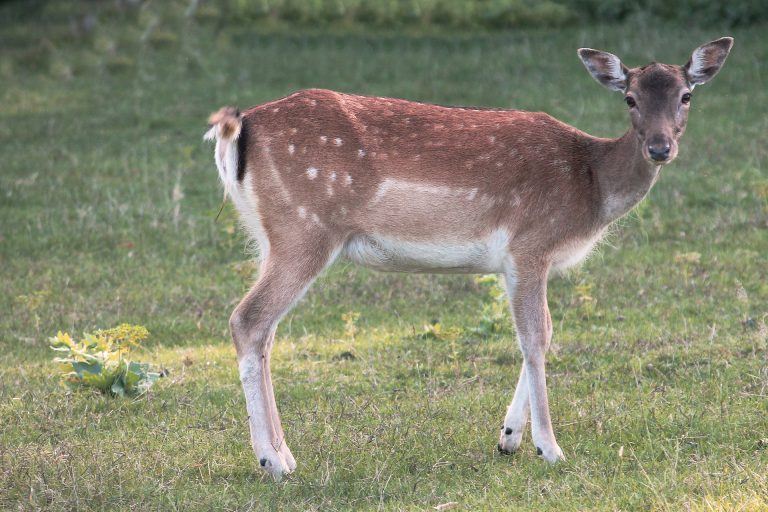 How to Keep Deer Out of the Garden: Prevent Deer From Eating Your