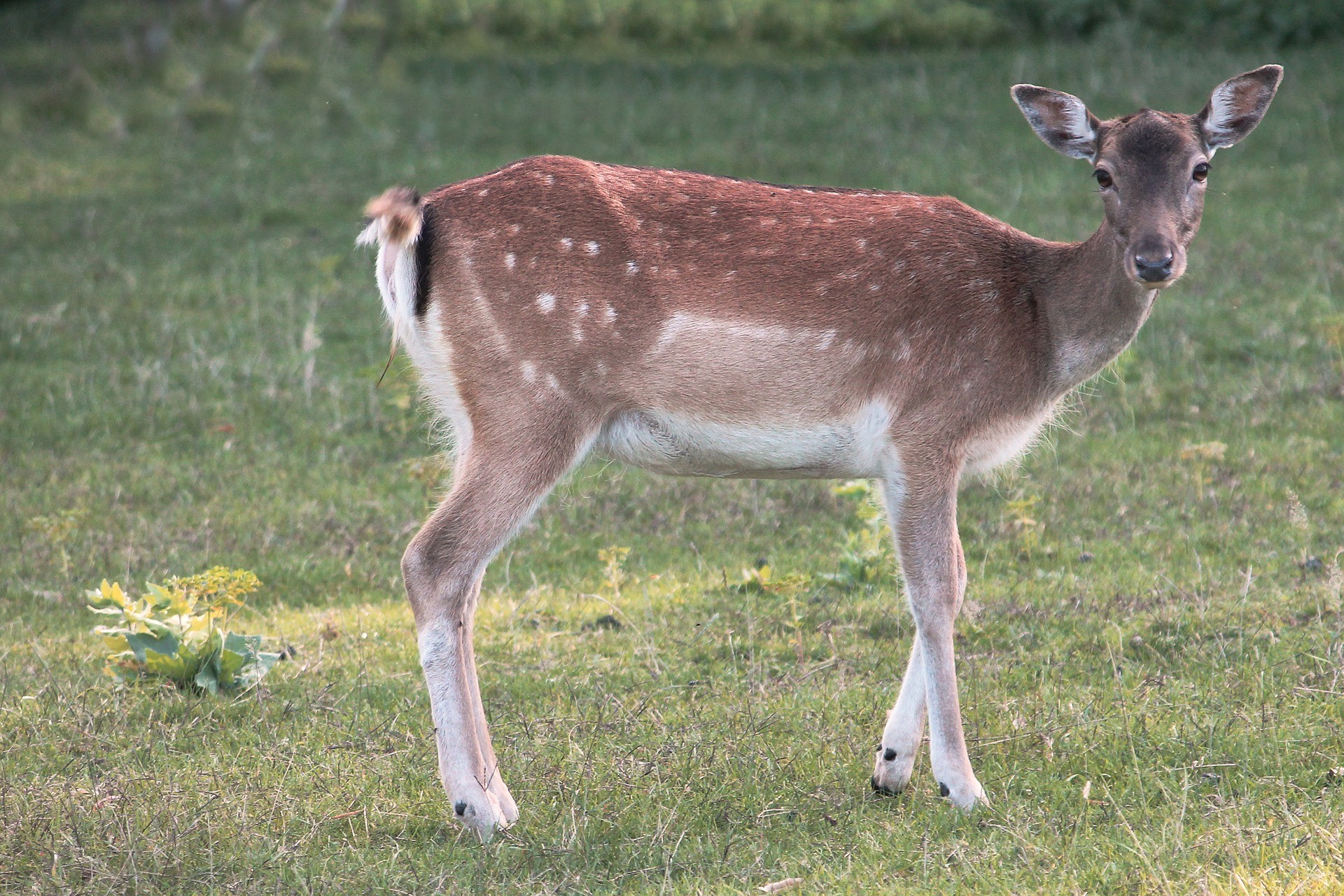 How to Keep Deer Out of the Garden Prevent Deer From Eating Your Plants (2)