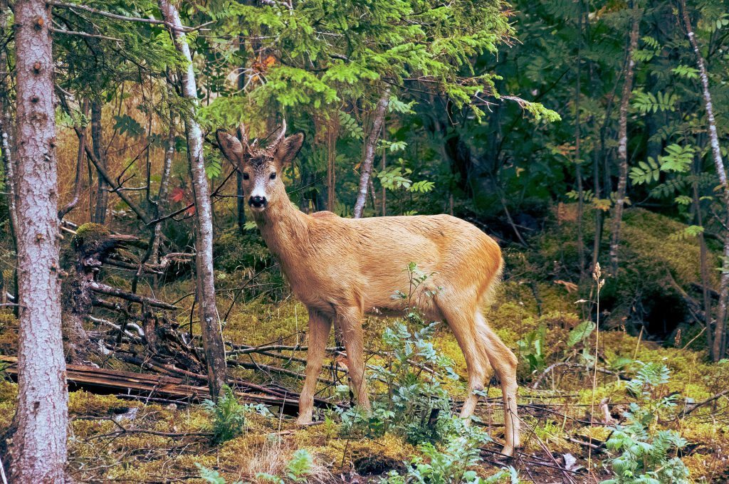 How to Protect Plants From Deer Stop Deer From Eating