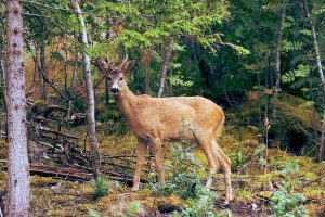 How to Protect Plants From Deer Stop Deer From Eating Flowers