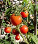 How to Protect Tomatoes From Deer The Best Deer Control Products for the Job