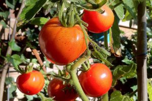 How to Protect Tomatoes From Deer The Best Deer Control Products for the Job