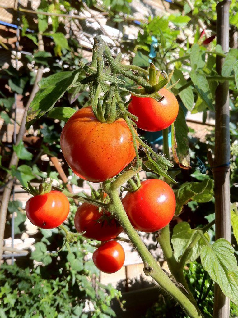 How to Protect Tomatoes From Deer The Best Deer Control Products for