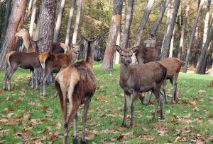 How to Protect Trees From Deer 6 Deer Deterrent Products That Work