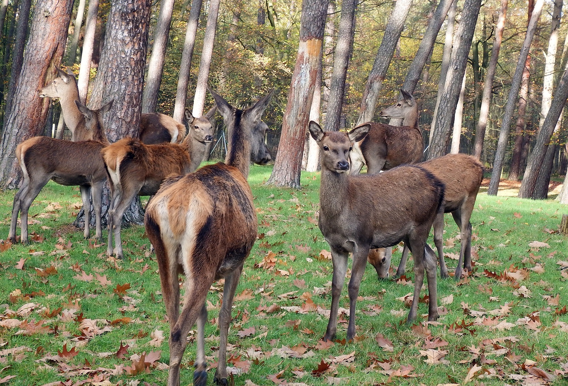 How to Protect Trees From Deer 6 Deer Deterrent Products That Work