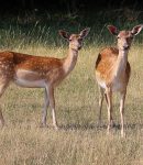 How to Scare Deer Away: The 5 Best Deer Deterrents!