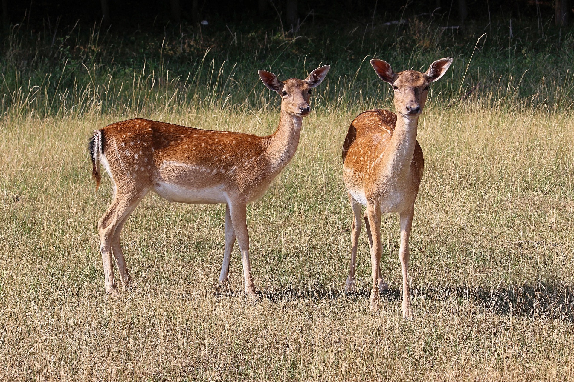 How to Scare Deer Away: The 5 Best Deer Deterrents!