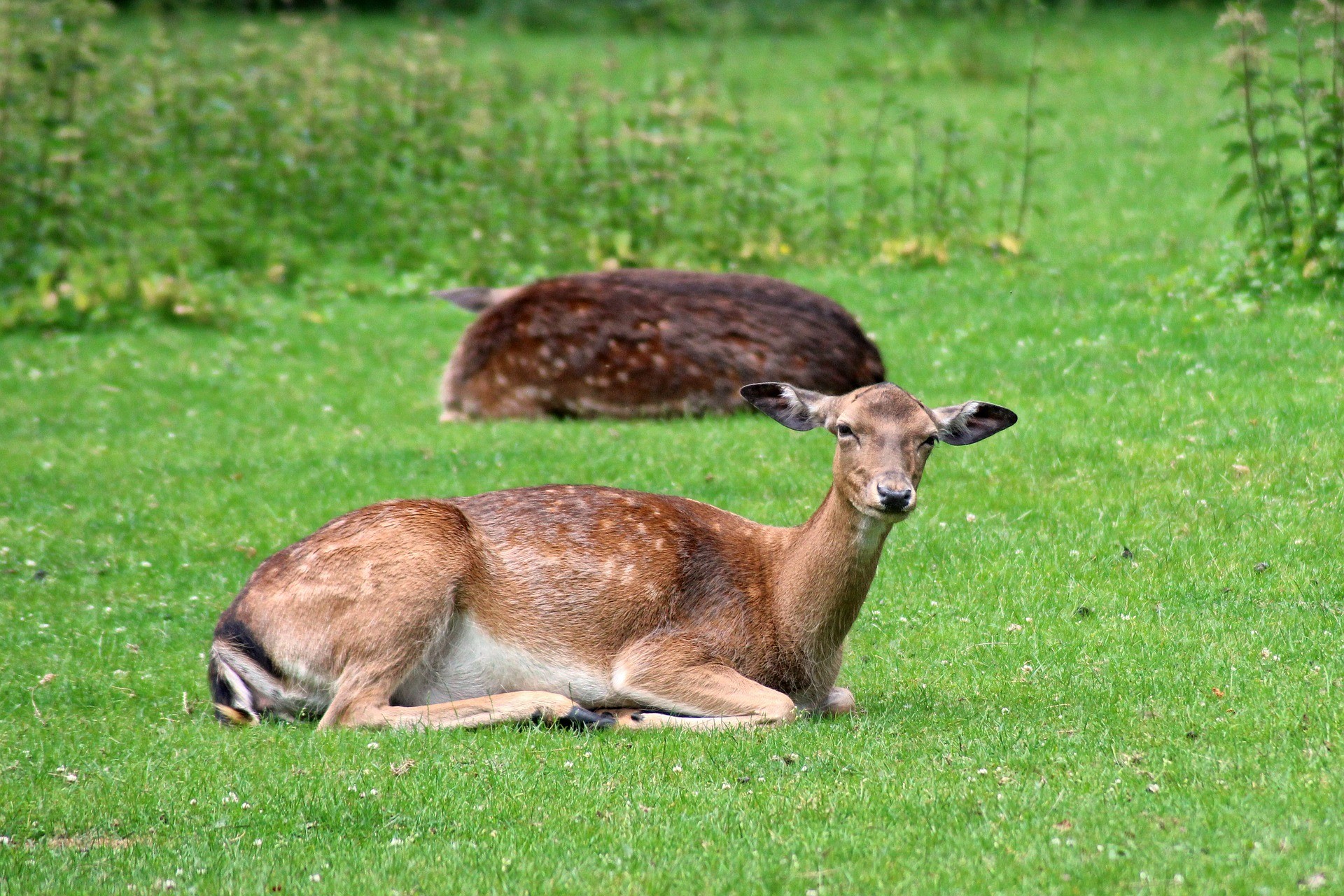 The 5 Best Deer Deterrents 