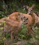 How to Stop Deer From Eating Plants The Best Way to Keep Deer Out of the Garden (2)