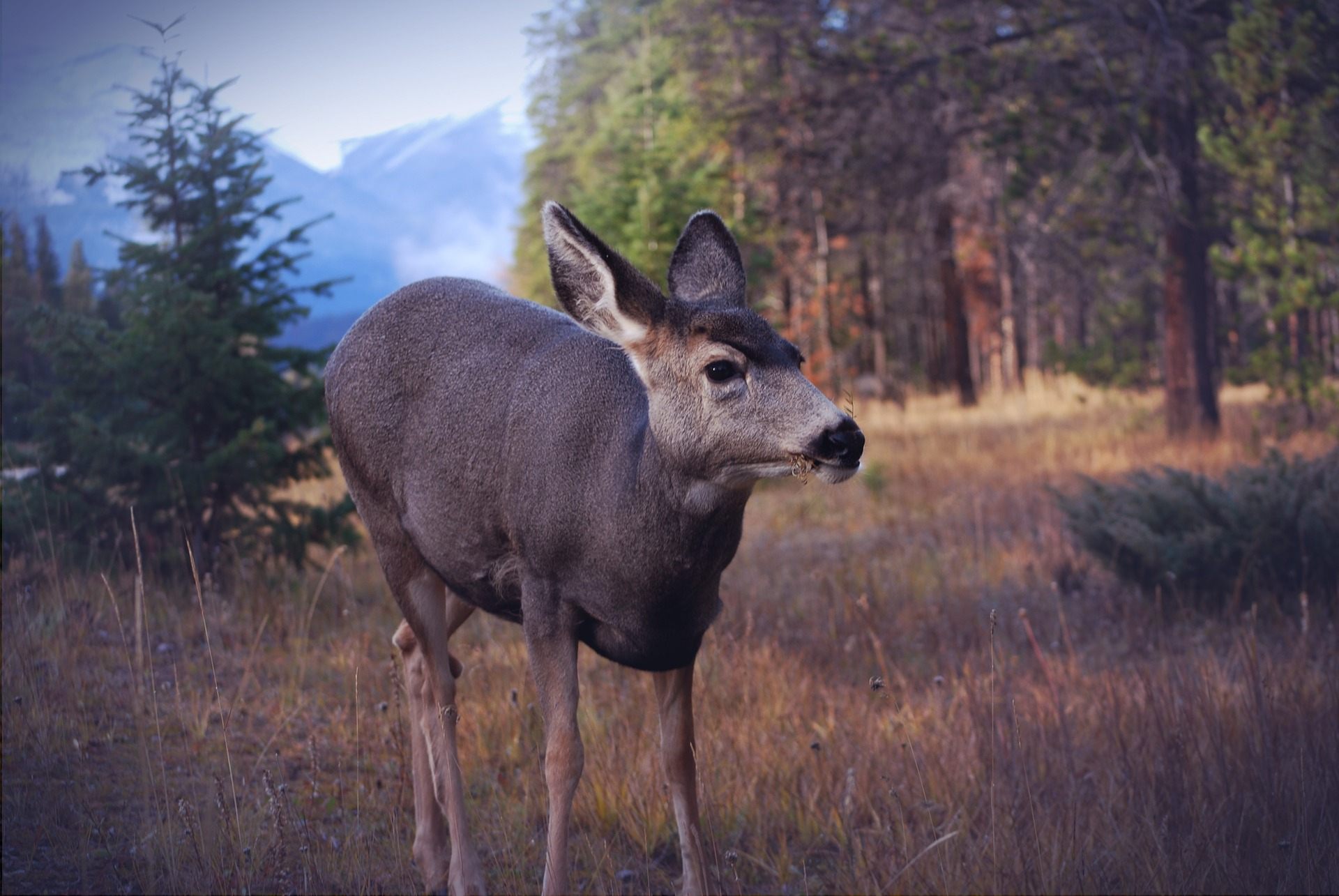 How to Stop Deer From Eating Plants The Best Way to Keep