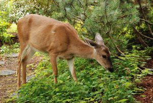 The Best Deer Repellent Reviews Keep Deer Out of the Vegetable Garden