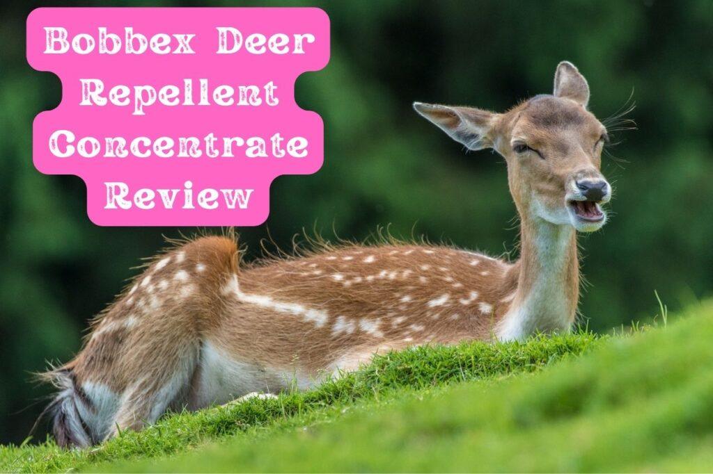 Bobbex Deer Repellent Concentrate Review One of the Best Deer