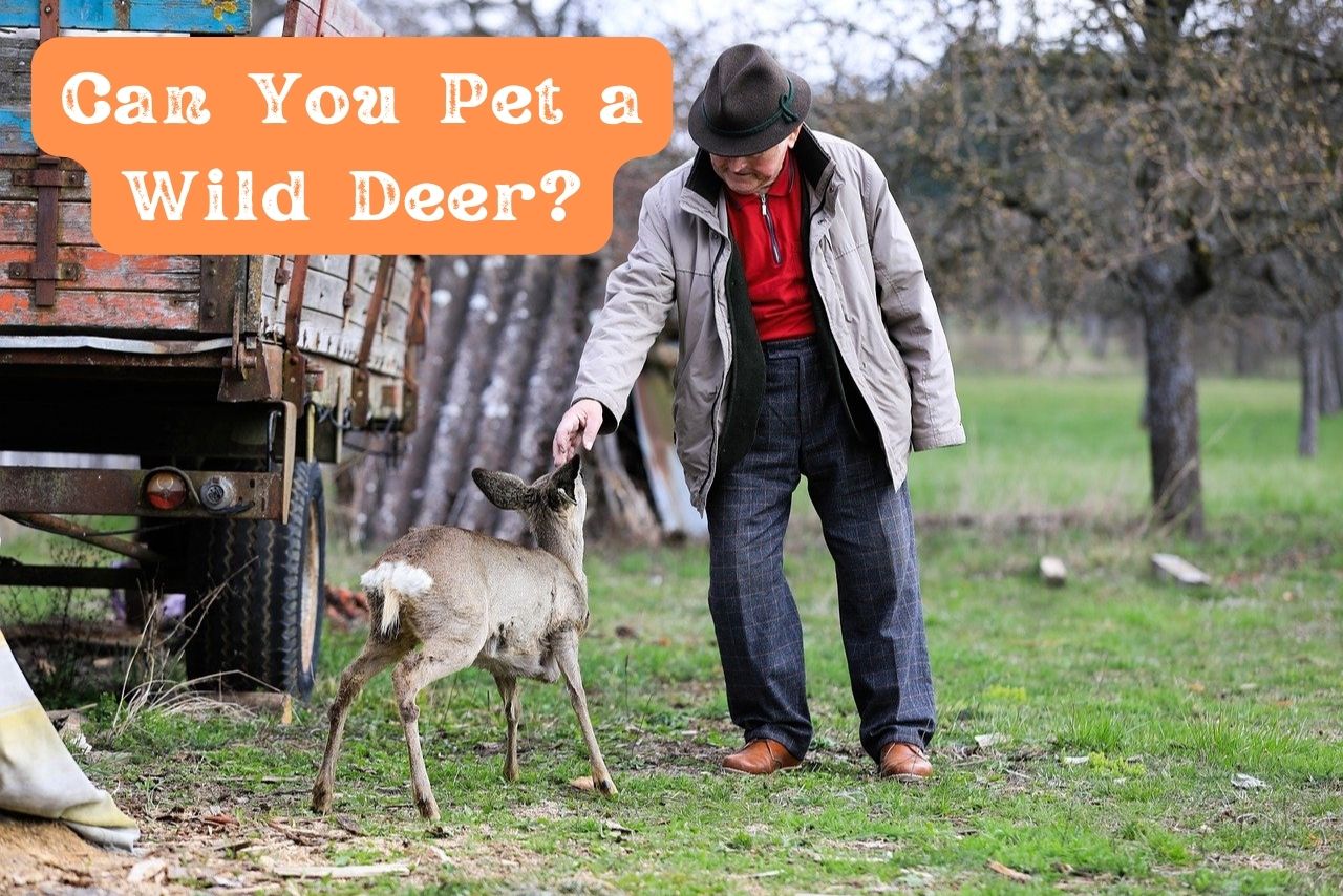 Can You Pet a Wild Deer