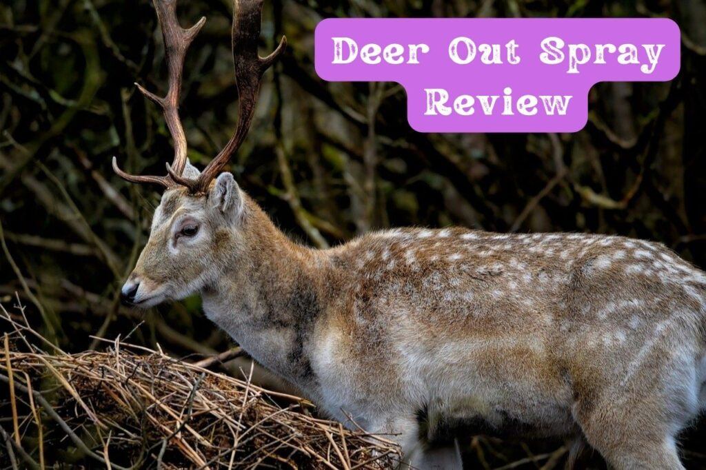 Deer Out Spray Review It’s Hard to Beat Deer Out Repellent! Dealing With Deer