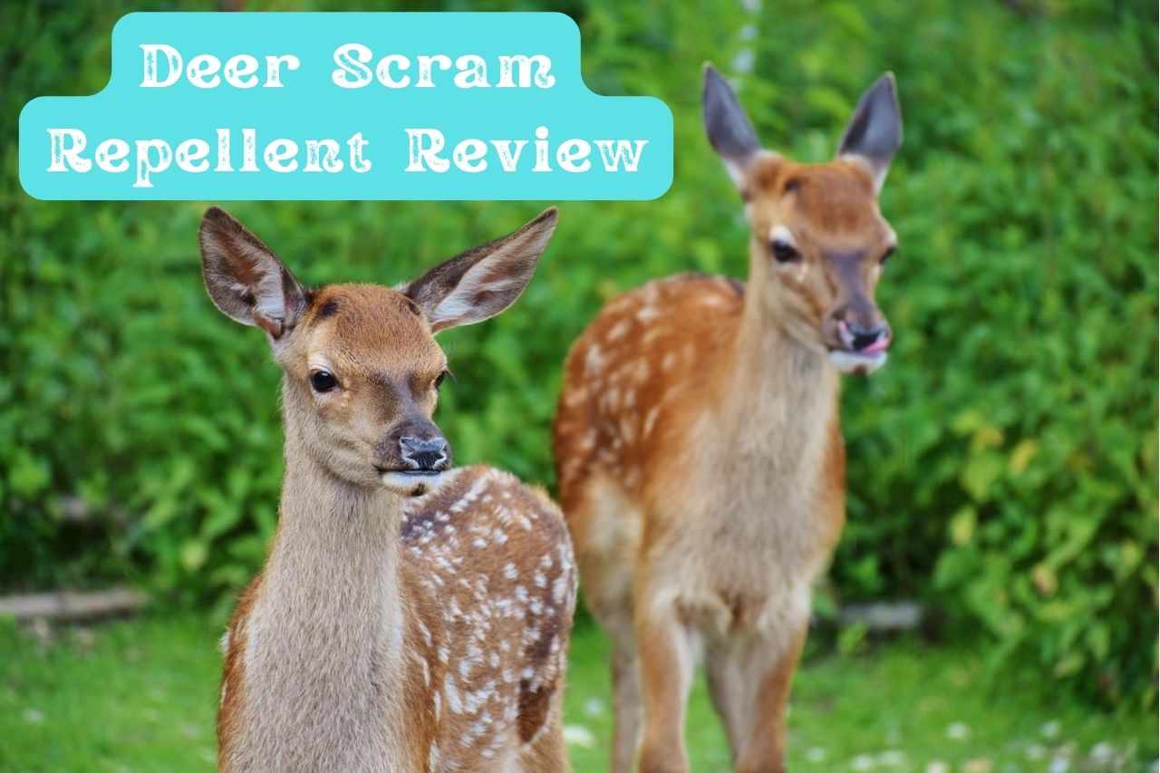 Deer Scram Repellent Review