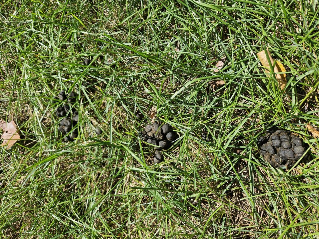 Deer poop piles