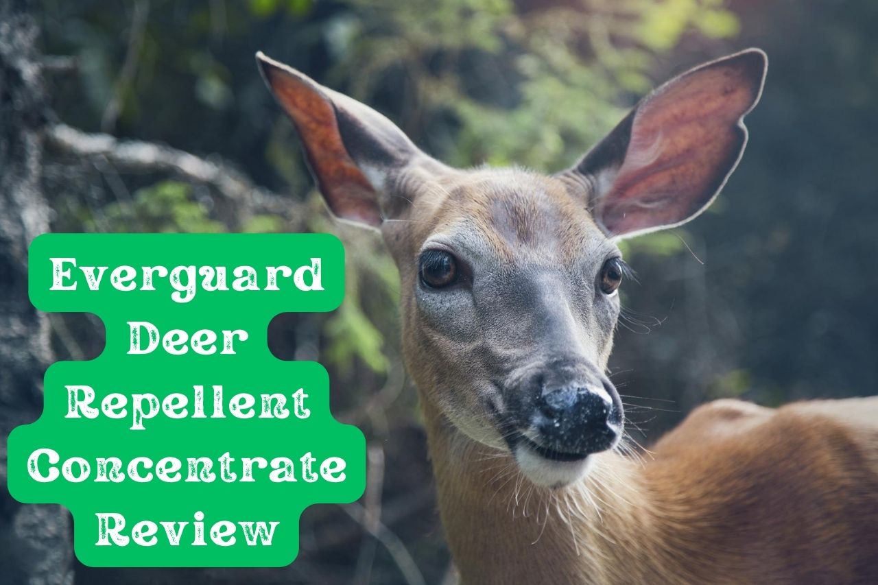 Everguard Deer Repellent Concentrate Review