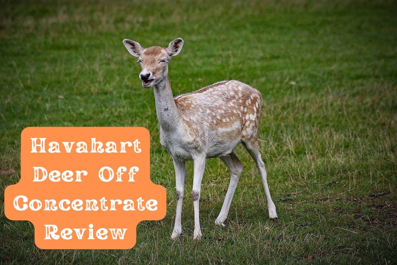 Havahart Deer Off Concentrate Review