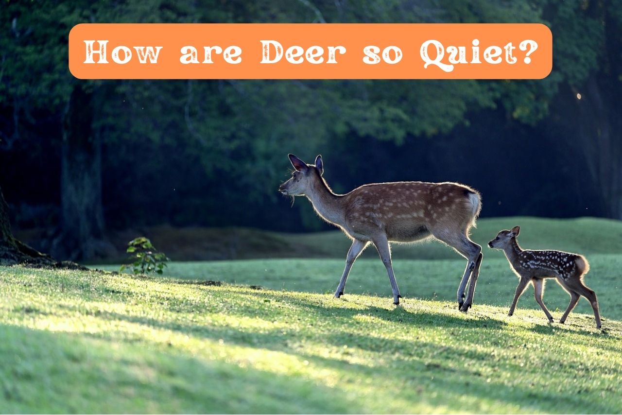 How are Deer so Quiet