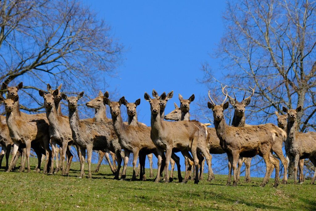 How are deer so quiet herd How are Deer so Quiet?