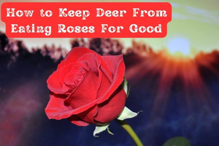 How to Keep Deer From Eating Roses For Good! Stop the Deer Damage