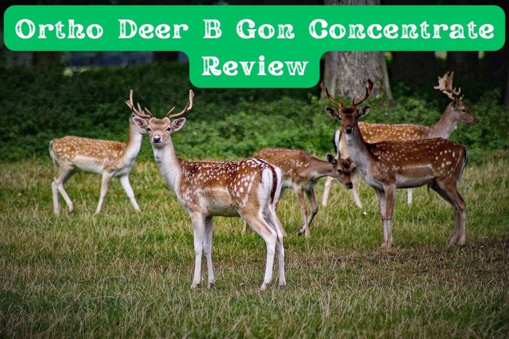 Ortho Deer B Gon Concentrate Review Stop the Deer Damage! Dealing
