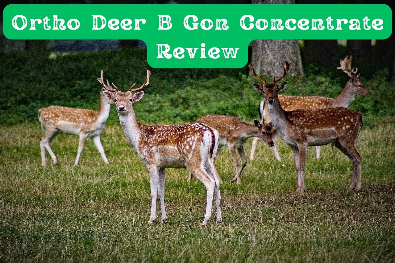 Ortho Deer B Gon Concentrate Review