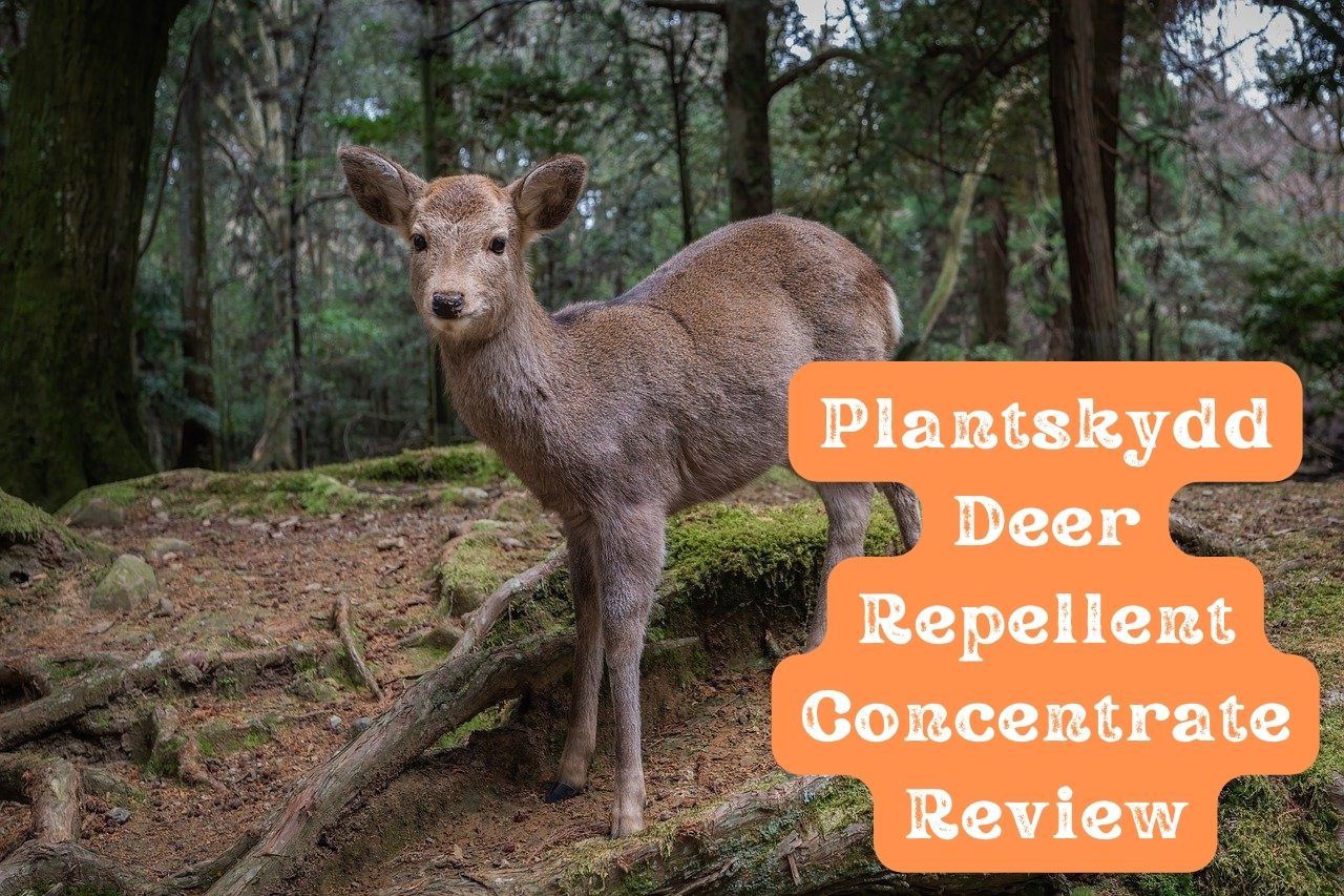 Plantskydd Deer Repellent Concentrate Review