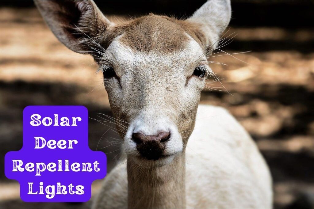 Solar Deer Repellent Lights A Great Way to Scare Deer Away! Dealing
