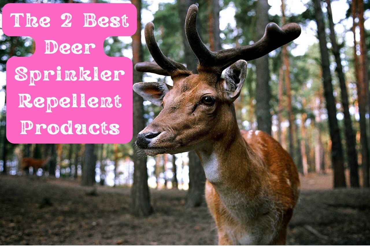 The 2 Best Deer Sprinkler Repellent Products 1