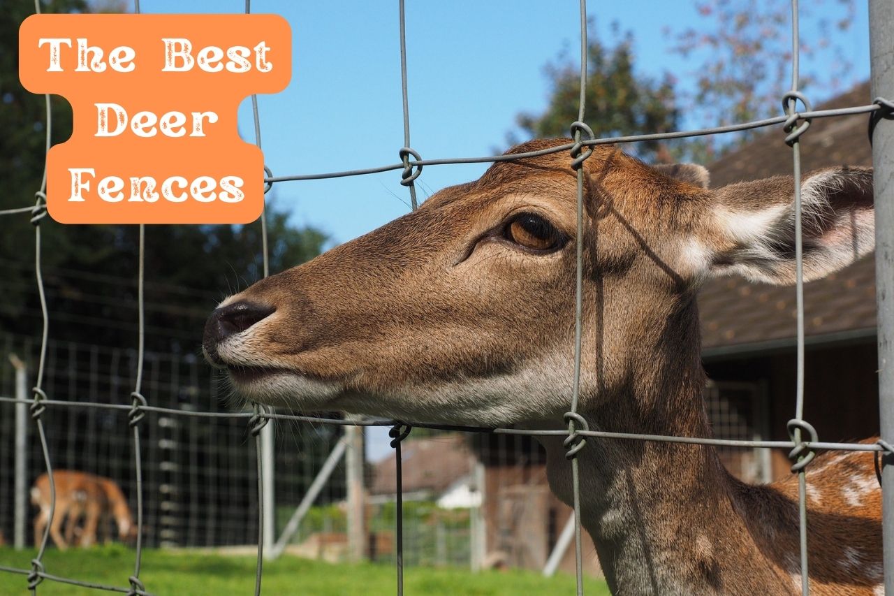 The Best Deer Fences