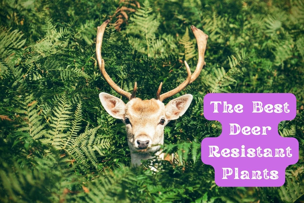 The Best Deer Resistant Plants