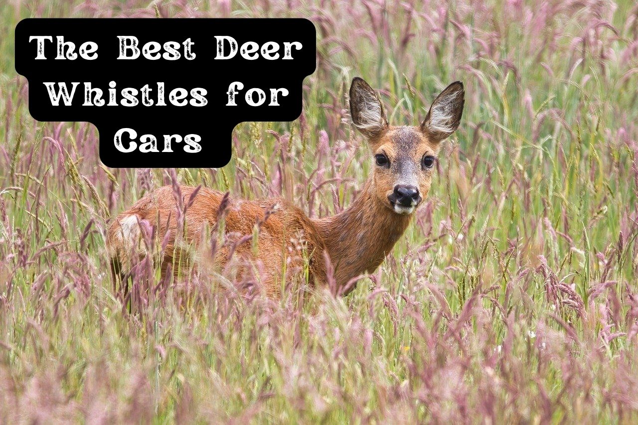 The Best Deer Whistles for Cars!