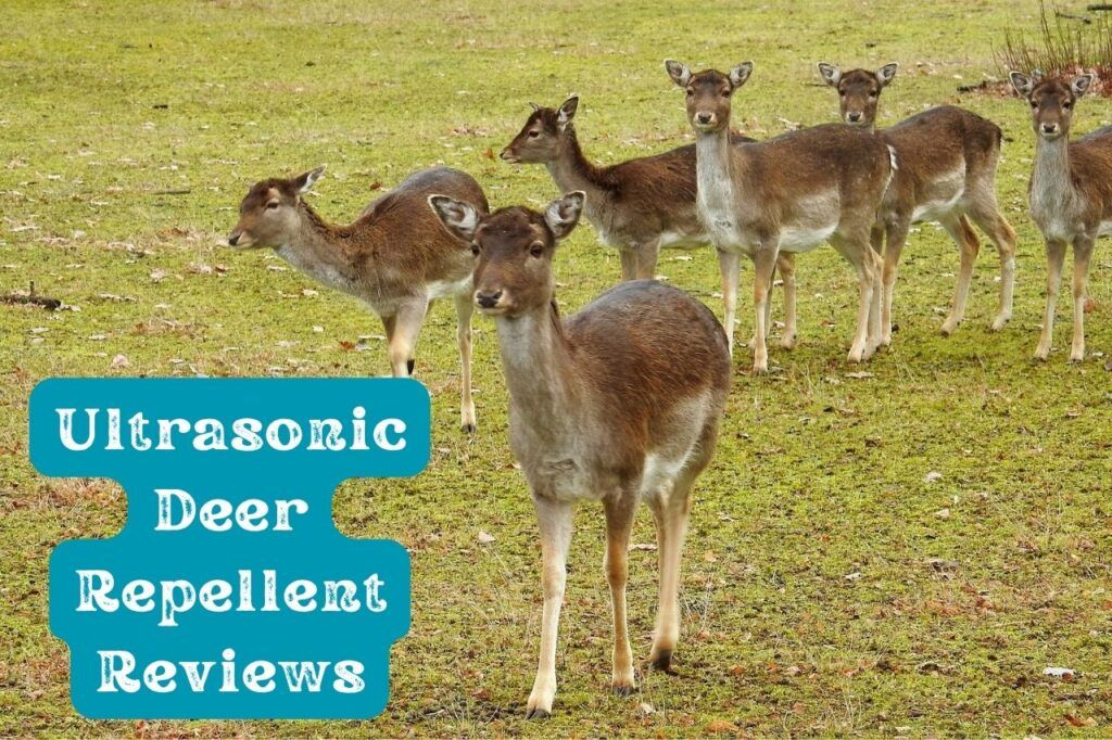 Ultrasonic Deer Repellent Reviews The Only Ones Worth Considering