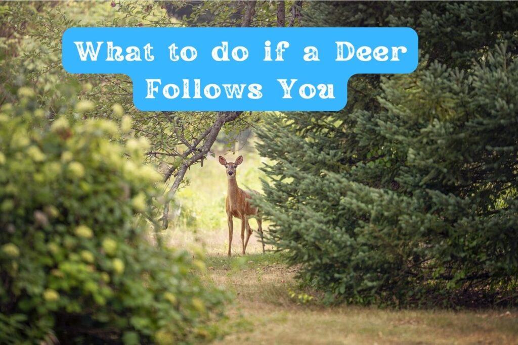 What to do if a Deer Follows You. 7 Important Tips to Remember