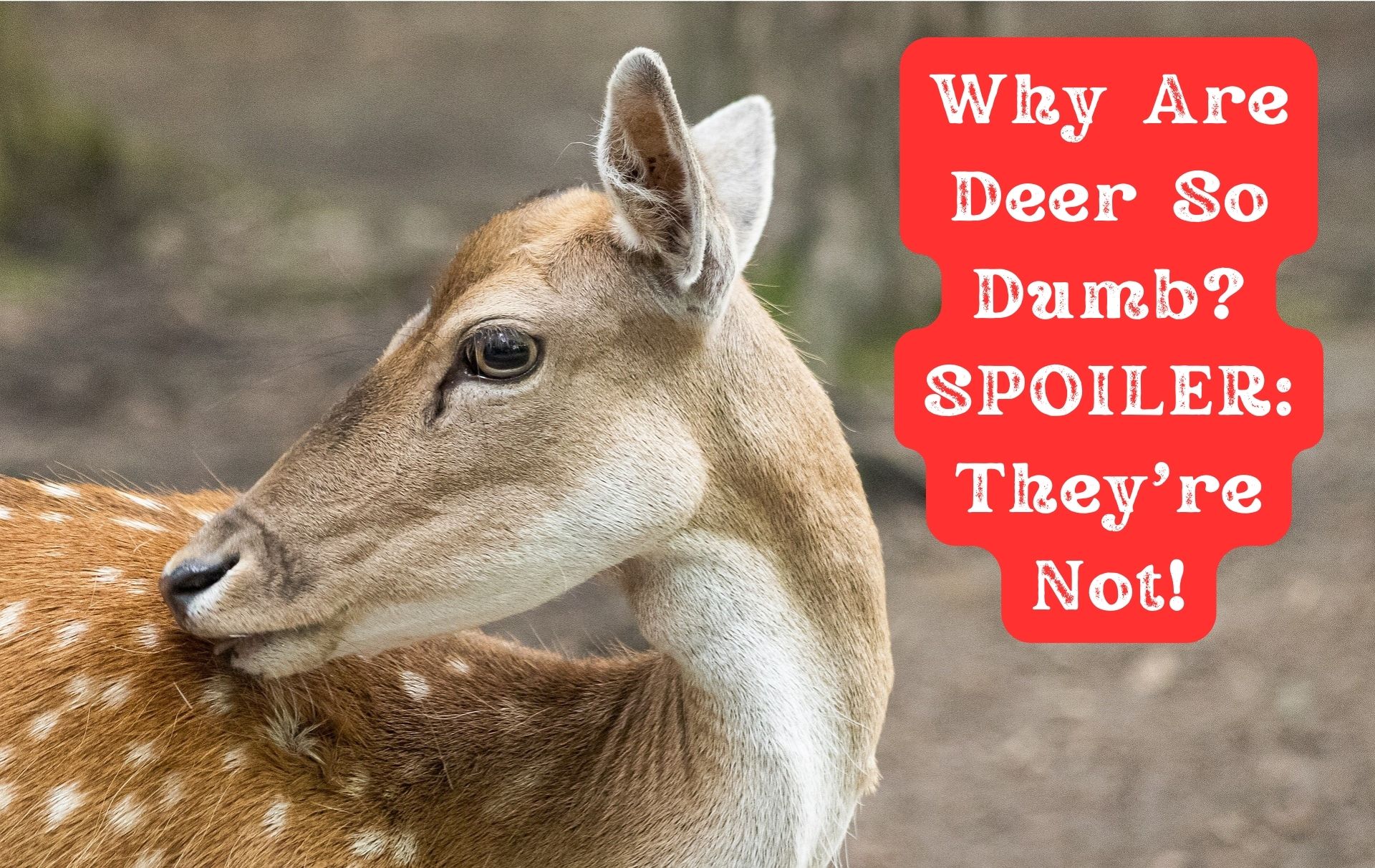 Why Are Deer So Dumb