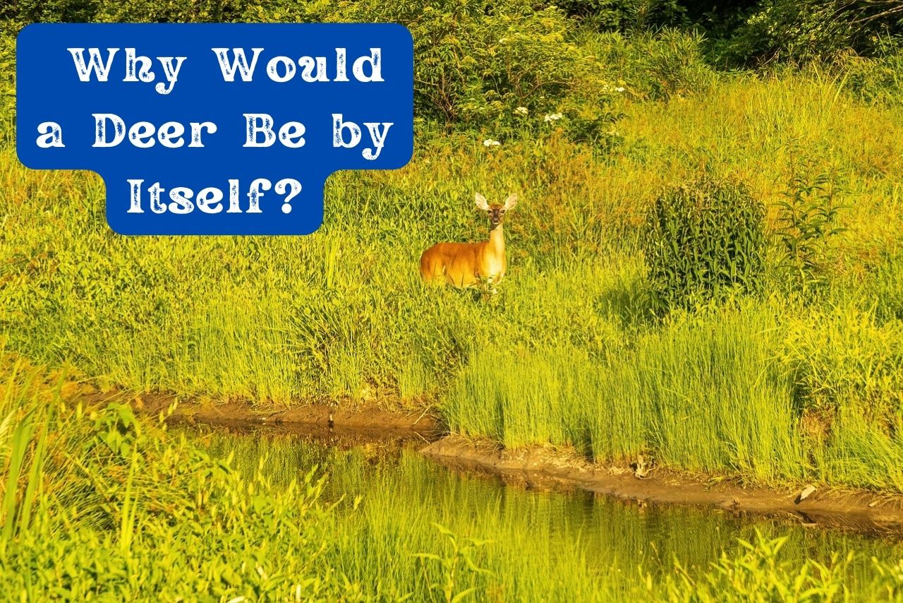 Why Would a Deer Be by Itself