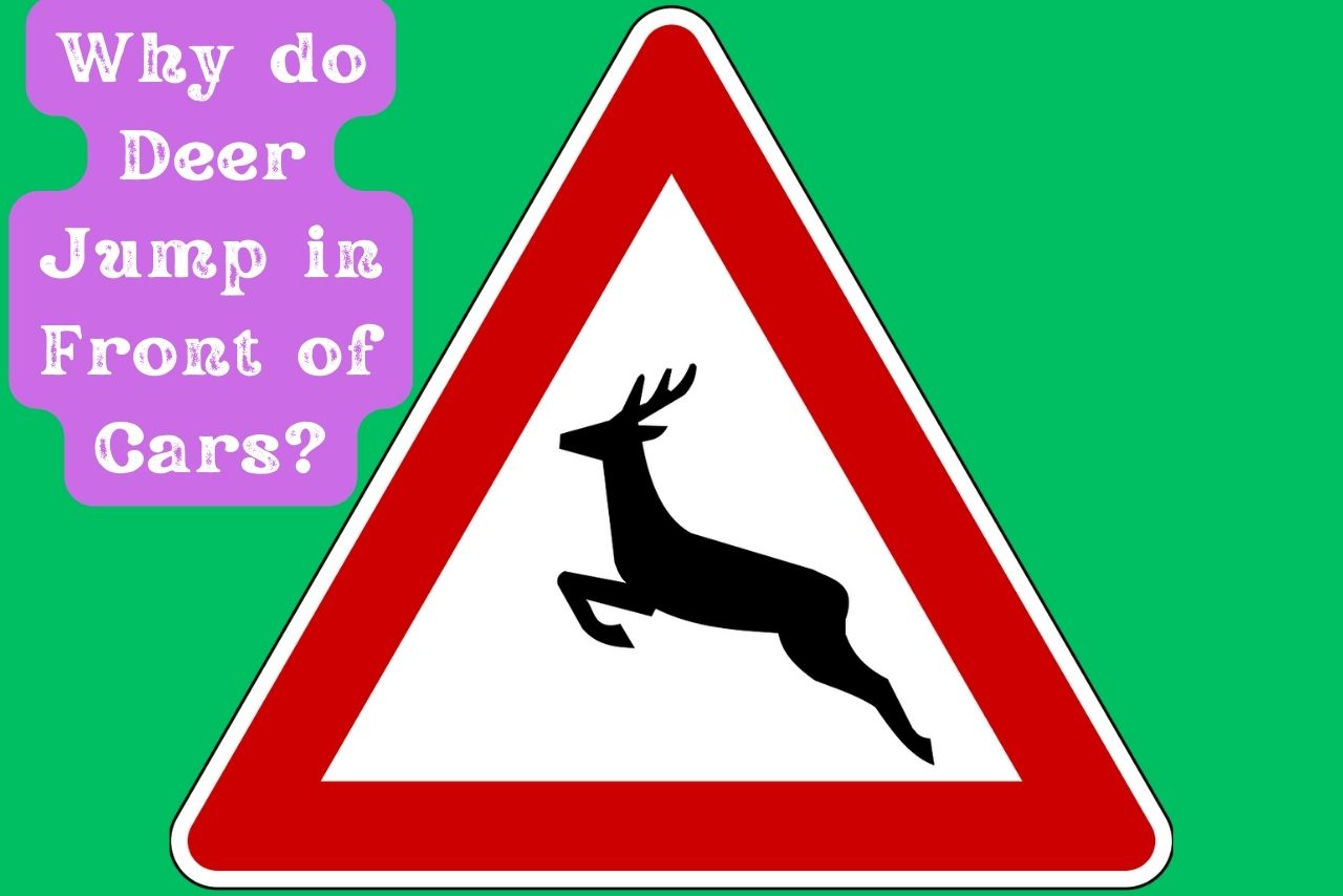 Why do Deer Jump in Front of Cars